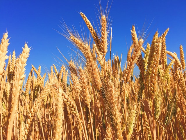 What are GMOs and Are They in Your Makeup?
